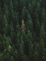 green treers wallpaper
