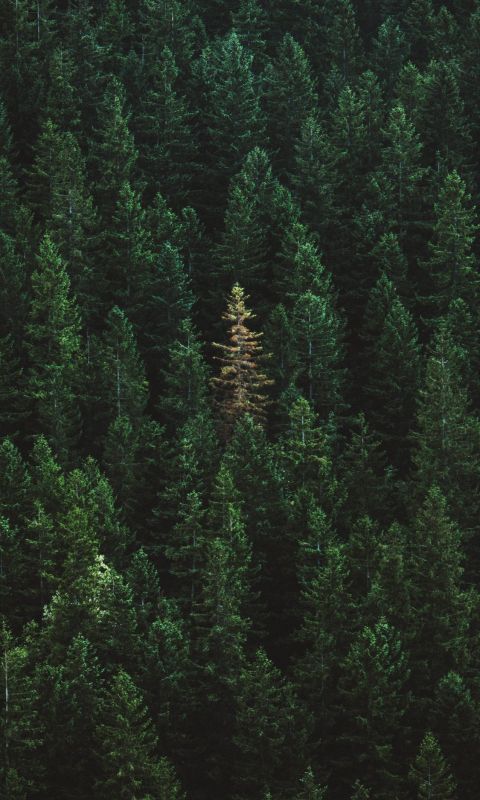 green treers wallpaper