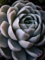 green succulent wallpaper