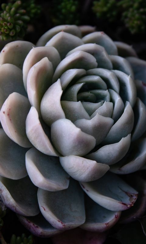green succulent wallpaper