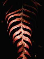 red leaf on black background wallpaper