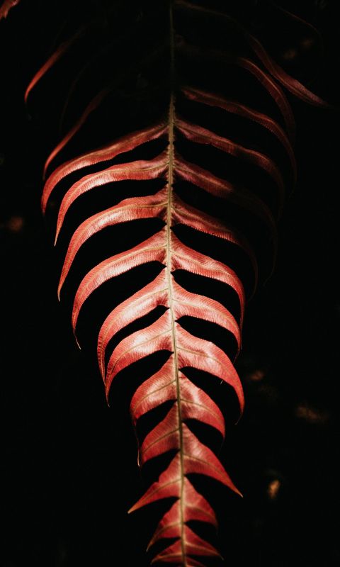 red leaf on black background wallpaper