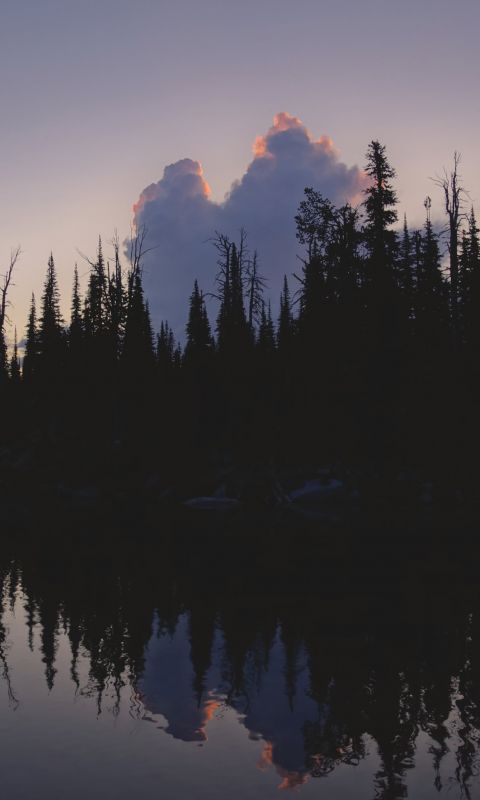 pine trees front of calm water wallpaper