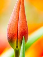 orange tulip bud wallpaper