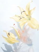 blooming yellow flowers wallpaper
