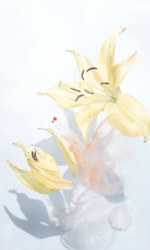 blooming yellow flowers wallpaper