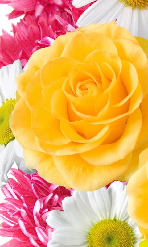 Yellow Flowers High Quality Resolution gt Yodobi wallpaper