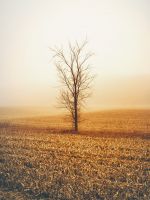 brown tree during daytime wallpaper