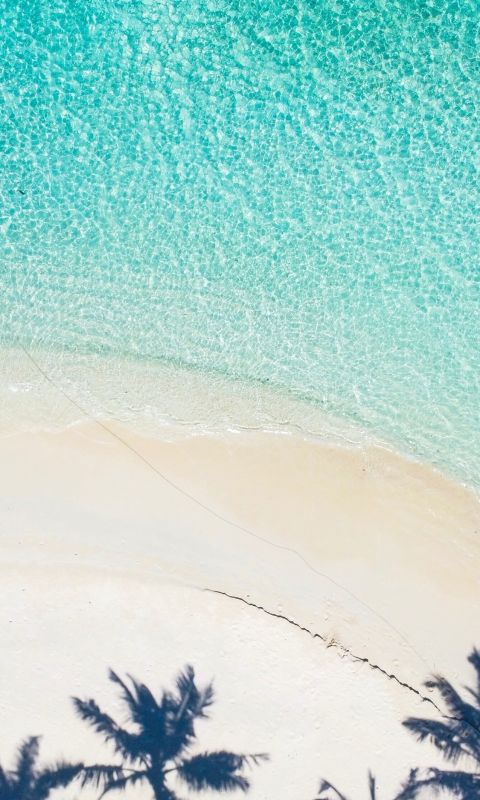 trees during day wallpaper