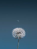 person holding dandelion flower wallpaper