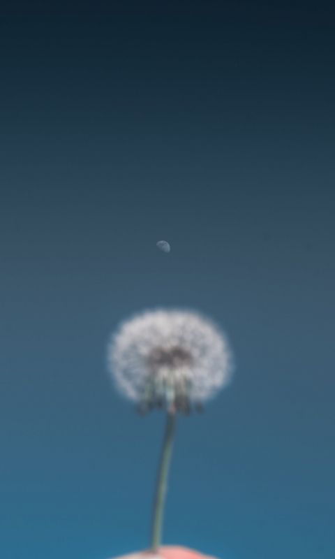 person holding dandelion flower wallpaper