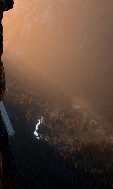 top view photography of tree during golden hour wallpaper