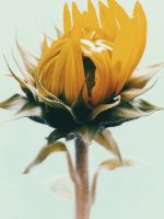shallow focus photography of yellow sunflower wallpaper