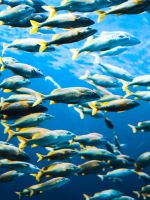 school of fish wallpaper