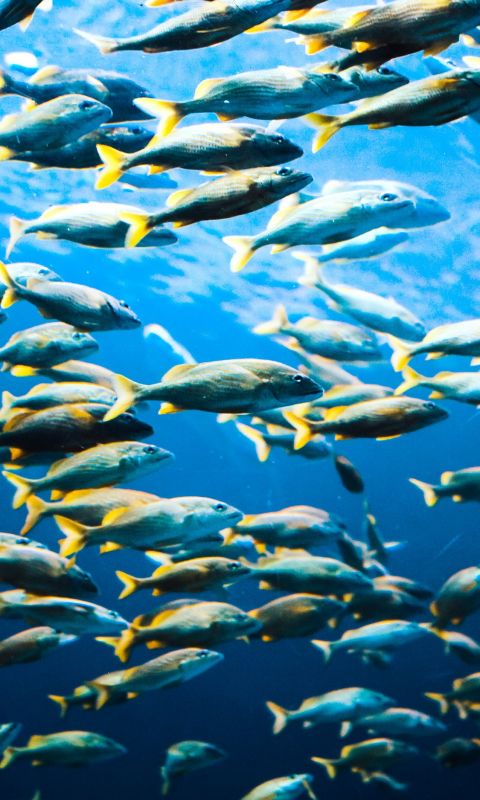 school of fish wallpaper