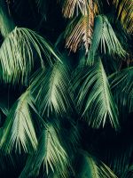 green leafed trees wallpaper