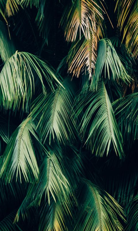 green leafed trees wallpaper