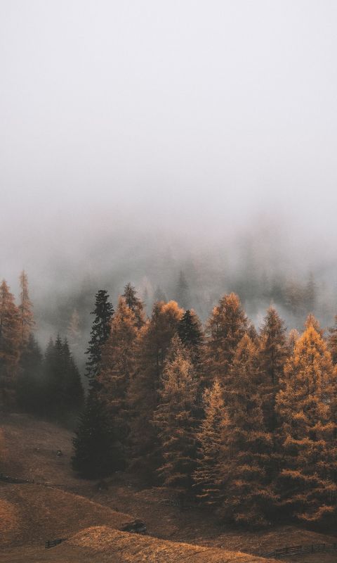 fores covered with fogs during daytime wallpaper