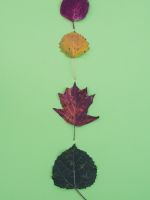 four leaves wallpaper