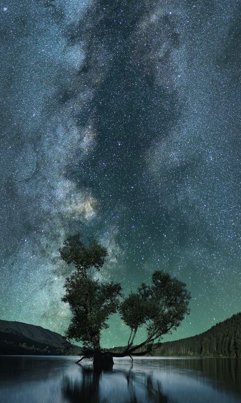 green leafed tree on body of water under starry sk... wallpaper