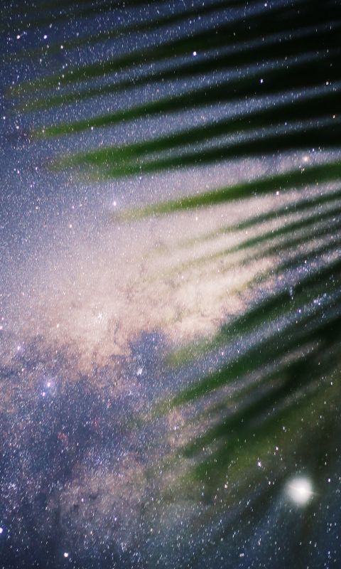 green coconut palm tree wallpaper