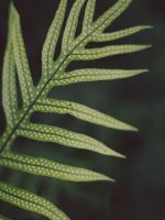 green linear leafed plant wallpaper