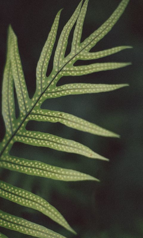 green linear leafed plant wallpaper