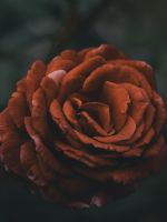 red petaled flowers wallpaper