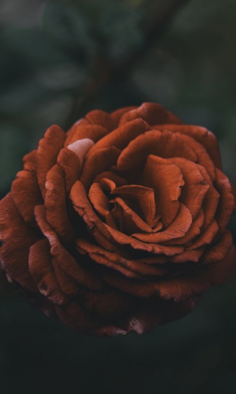 red petaled flowers wallpaper