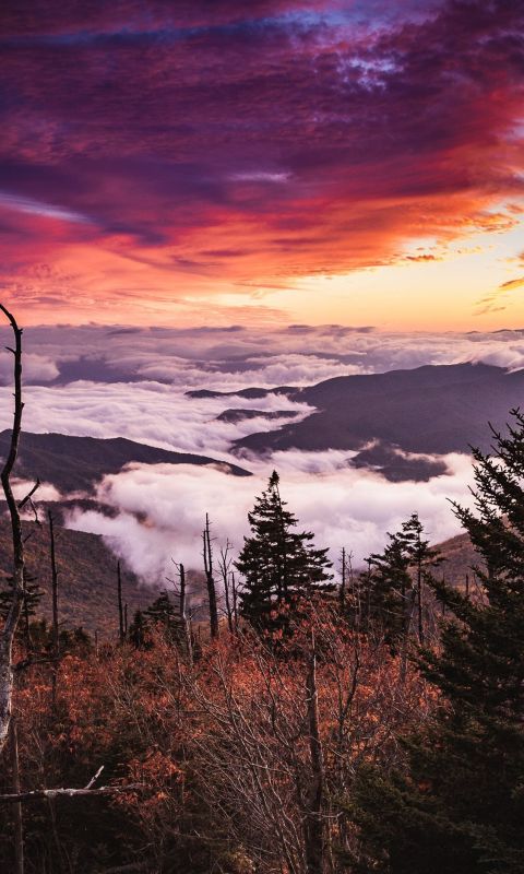 sea of clouds on mountain wallpaper