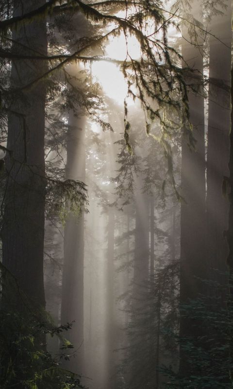 foggy weather with trees wallpaper