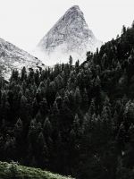 green pine trees across white mountain wallpaper