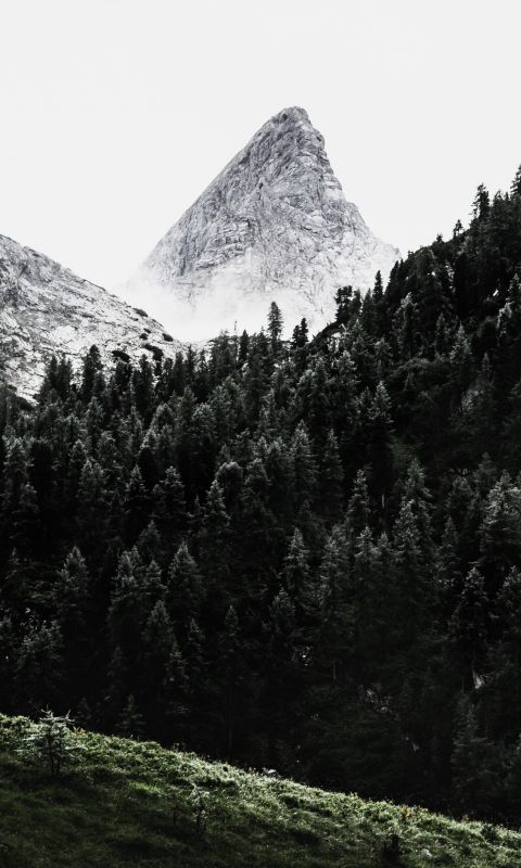 green pine trees across white mountain wallpaper