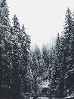 body of water and pine trees wallpaper