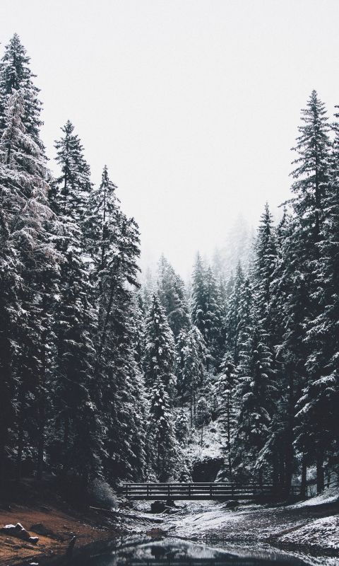 body of water and pine trees wallpaper