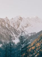trees near mountain wallpaper