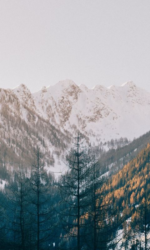 trees near mountain wallpaper