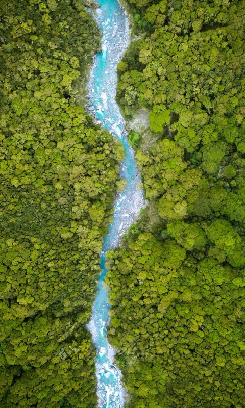 river between trees on daytime wallpaper