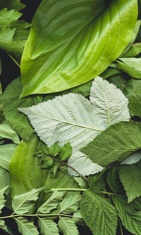 green leaf plants wallpaper