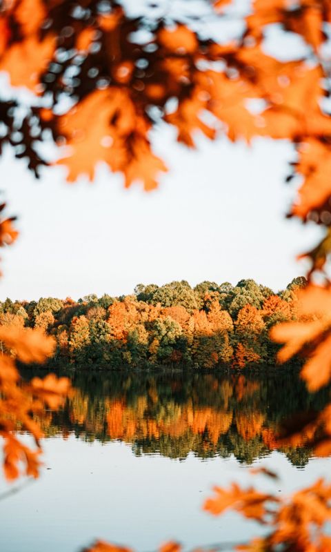 trees beside calm body ofwater wallpaper