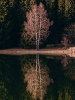 reflection of tree on the river wallpaper