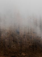 leafless tress wallpaper