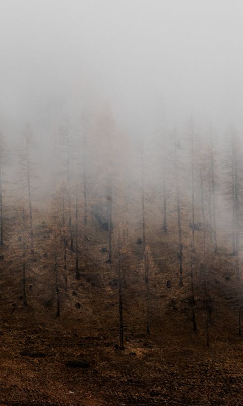 leafless tress wallpaper