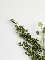 greeb leaf plants wallpaper