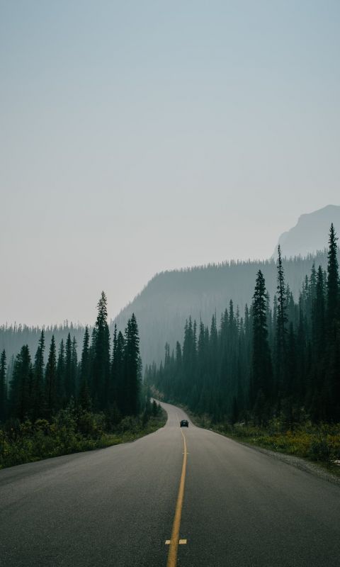 asphalt road surrounded by trees under skies wallpaper