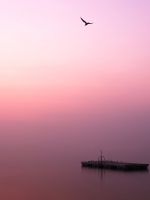 bird flying over body of water during daytime wallpaper