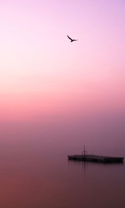 bird flying over body of water during daytime wallpaper