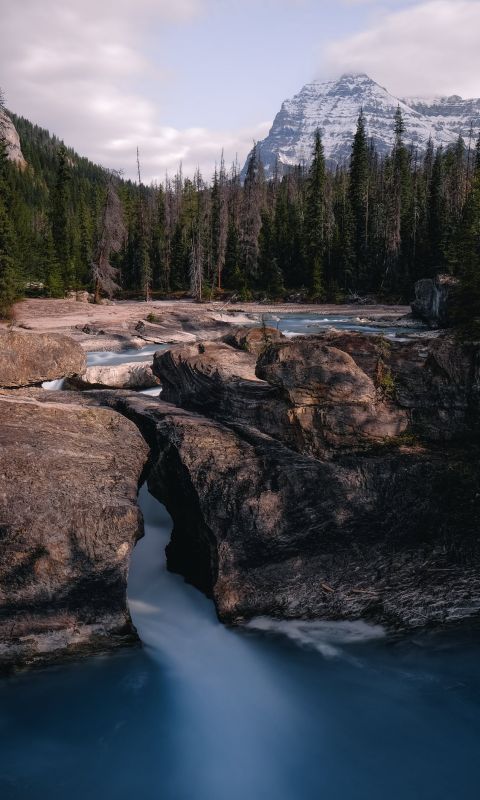 green pine trees near river during daytime wallpaper