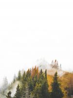 birds eye photography of forest under clouds wallpaper