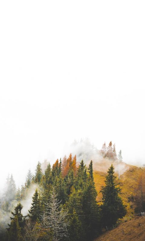birds eye photography of forest under clouds wallpaper